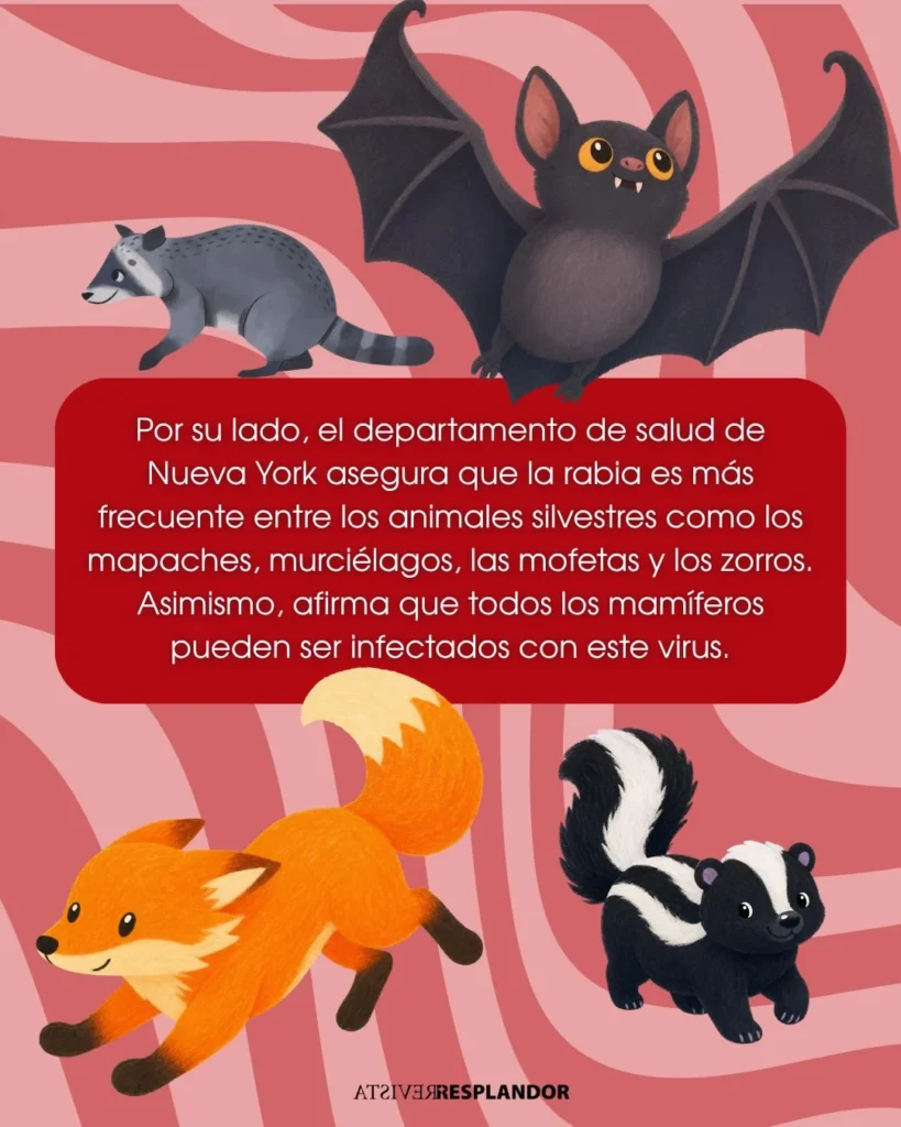 Andamos rabiosas · 4
