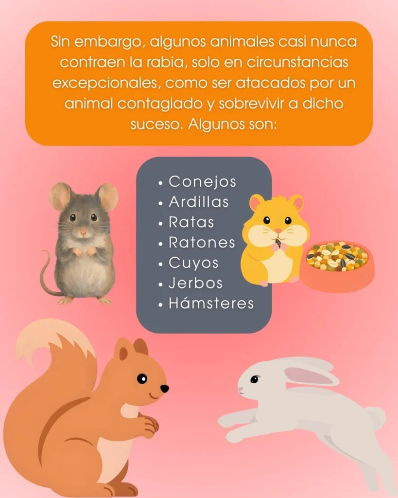 Andamos rabiosas · 5