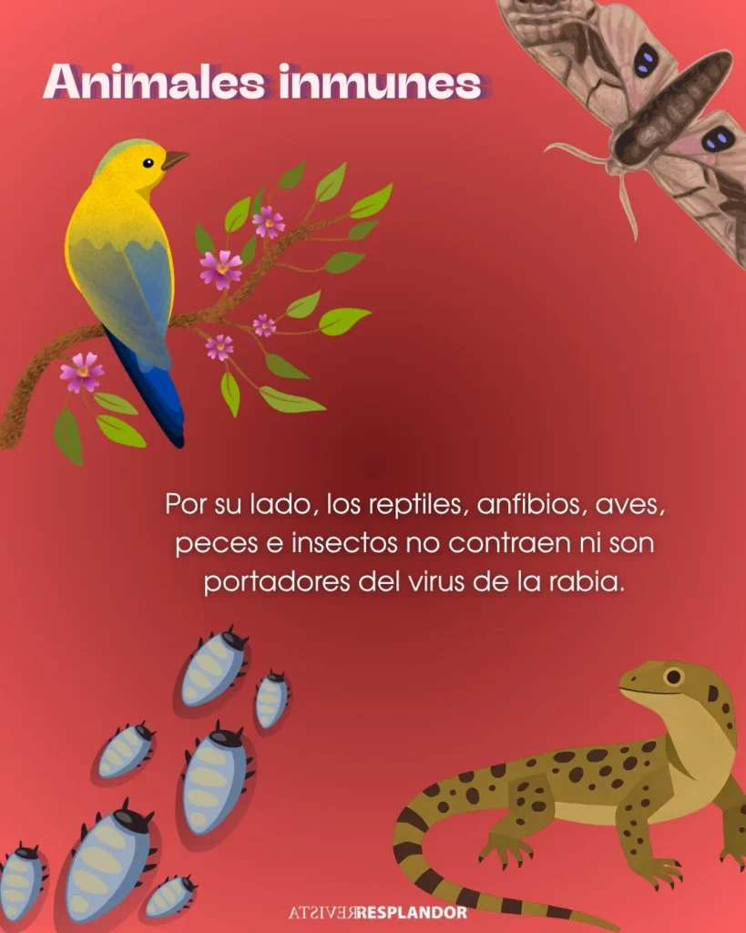 Andamos rabiosas · 6