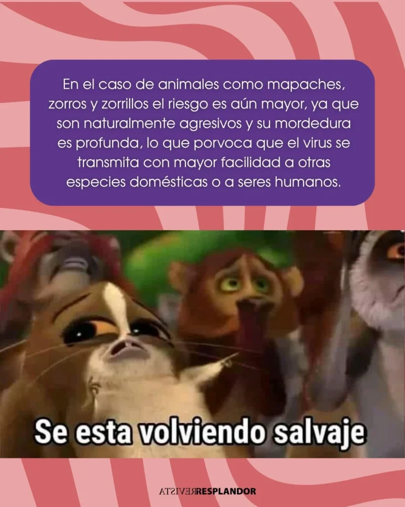 Andamos rabiosas · 8
